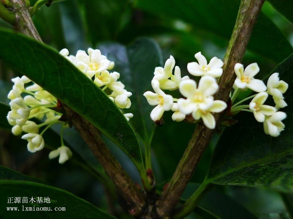 银桂